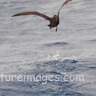 海面を蹴って飛び立つオオフルマカモメ