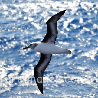 逆光で輝くハイガシラアホウドリ