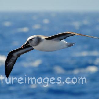 海の上を飛ぶハイガシラアホウドリ