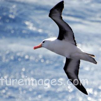 海の上を飛ぶマユグロアホウドリ①