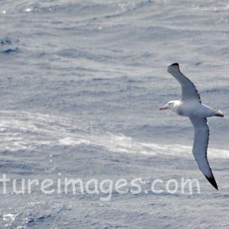 海の上を飛ぶワタリアホウドリ