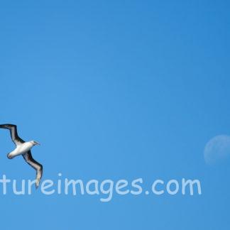 ハイガシラアボウドリと月②