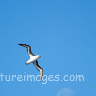 ハイガシラアボウドリと月①