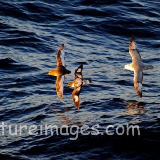 南極海のカモメ3種の共演（ナンキョクフルマカモメ、マダラフルマカモメ、ギンフルマカモメ）