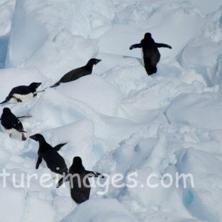 険しい氷の道を進むペンギン達