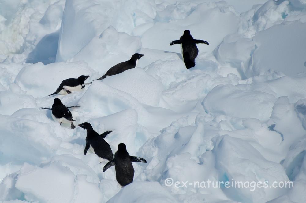 険しい氷の道を進むペンギン達 - EXTREME NATURE IMAGES