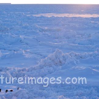 氷の中のペンギン④