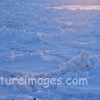 氷の中のペンギン③