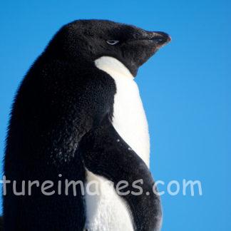 青い空とアデリーペンギン②
