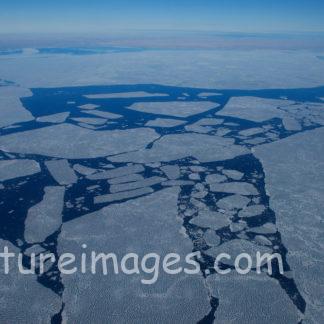 海に浮かぶ薄い氷