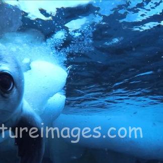 氷の青い海の中のウェッデルアザラシ赤ちゃん①
