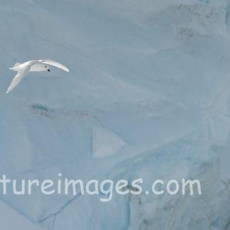 飛んでいくユキドリ