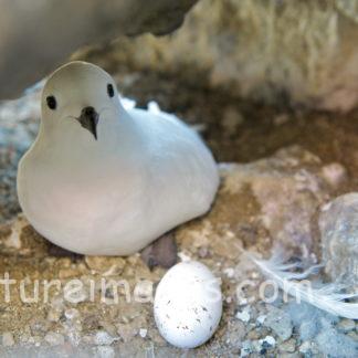 ユキドリと卵