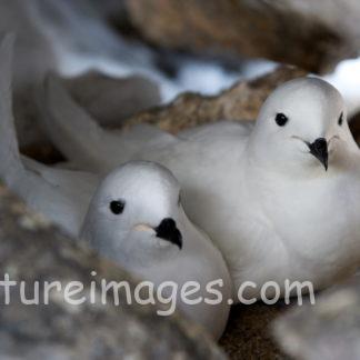 ユキドリの夫婦