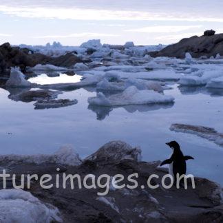 飛び込むか迷うペンギン