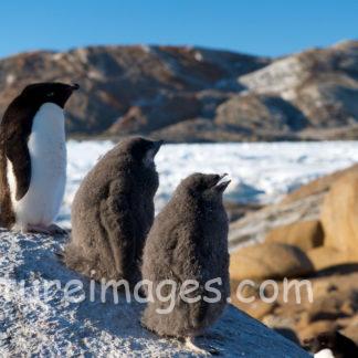 ペンギン家族のお気に入りの場所