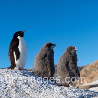 青い空とペンギン親子①