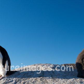 ペンギン親子、喧嘩中?