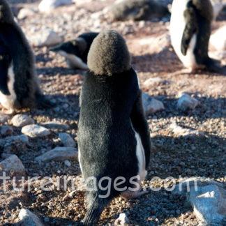 頭がモフモフのアデリーペンギン