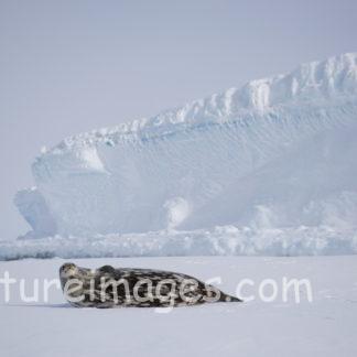 肩凝りになってしまいそうなアザラシ