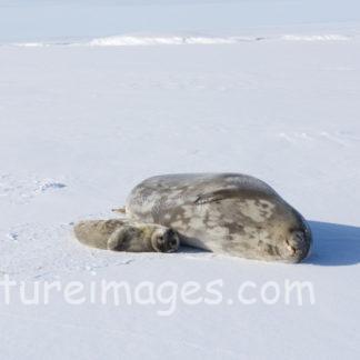 真っ白な世界に２頭のアザラシ親子②