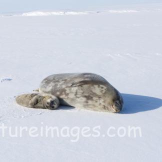 真っ白な世界に2頭のアザラシ親子①