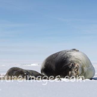 くつろぎモードの親子アザラシ③
