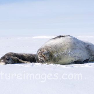 くつろぎモードの親子アザラシ②