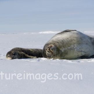 くつろぎモードの親子アザラシ①