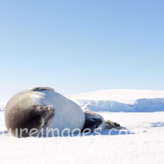 ピタっとくっ付く親子アザラシ