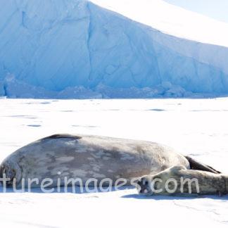 寝転ぶアザラシ親子