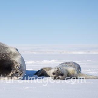 暇そうな赤ちゃんアザラシ