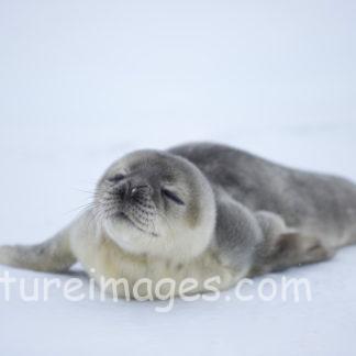 目を瞑った赤ちゃんアザラシ