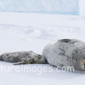 アザラシ親子の幸せタイム