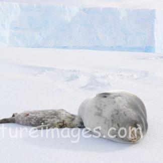 アザラシ親子の落ち着くスタイル②