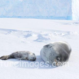親子アザラシのお昼寝