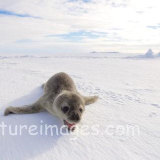 頑張って進むよ!赤ちゃんアザラシ