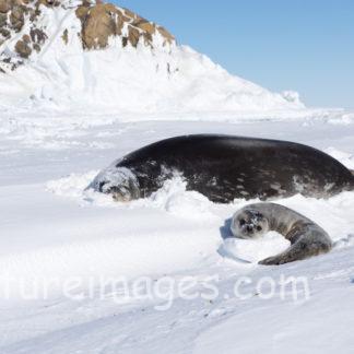 頭隠して尻隠さずの親子アザラシ