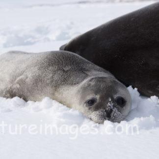 目がトロンとしてるアザラシ