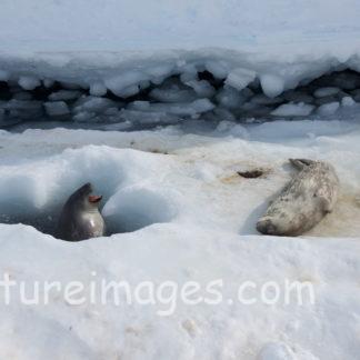 声をかけてるアザラシ