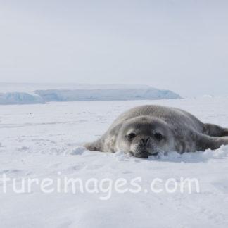 氷にペッタン アザラシ