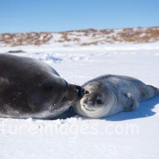 仲良しな親子アザラシ②
