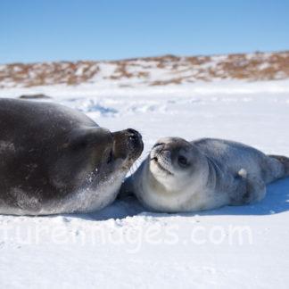 仲良しな親子アザラシ①