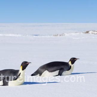 コウテイペンギン移動中