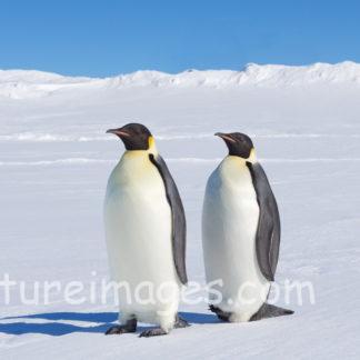 横向きのコウテイペンギン②
