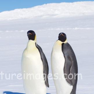 前向きのコウテイペンギン