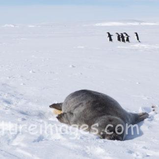 眠るアザラシと走るペンギン