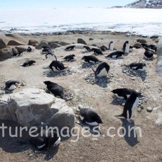 卵を温めているペンギン